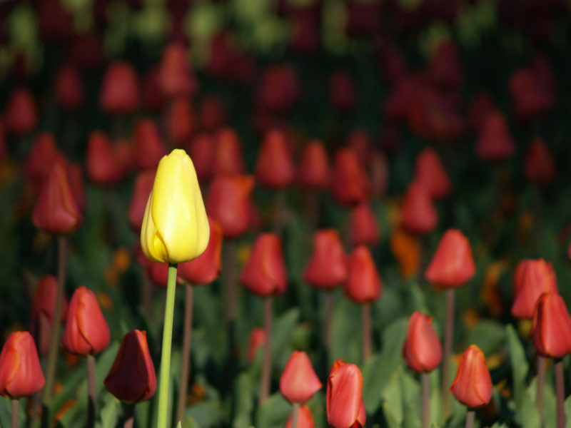 Floriade - pic 1 of 13