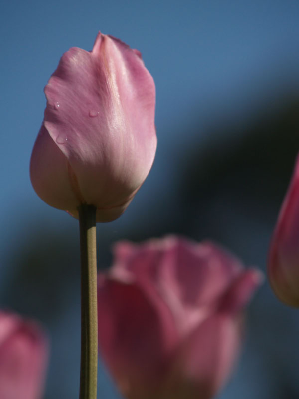 Floriade pic 6 of 13