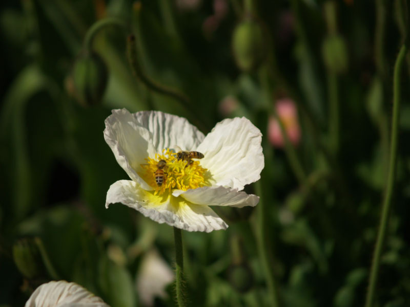 Floriade pic 9 of 13