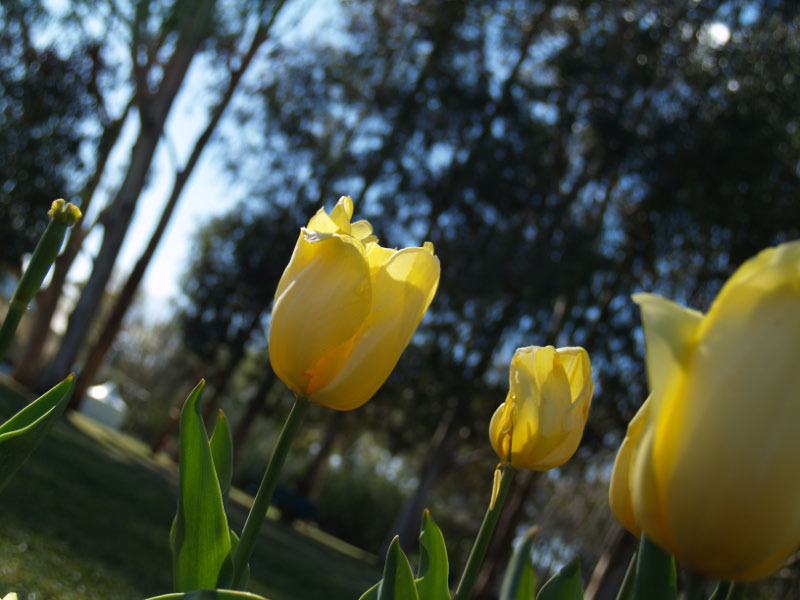 Floriade pic 10 of 13