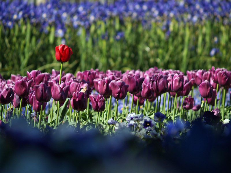 Floriade pic 12 of 13