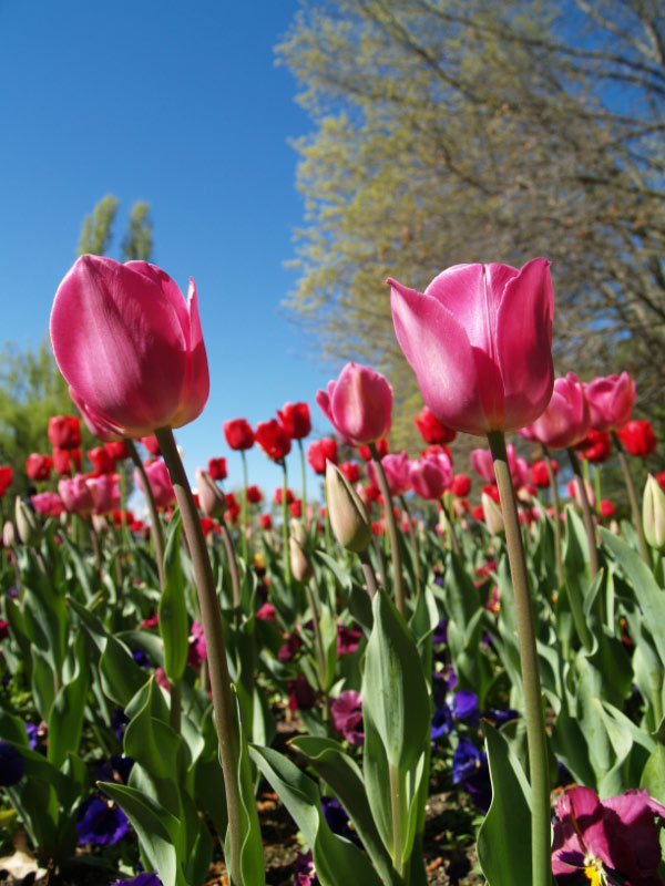 Floriade pic 8 of 13